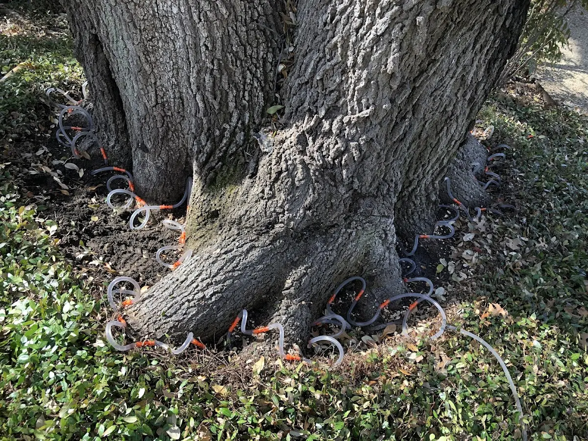 Detailed Tree Cabling and Bracing job site in Suisun City