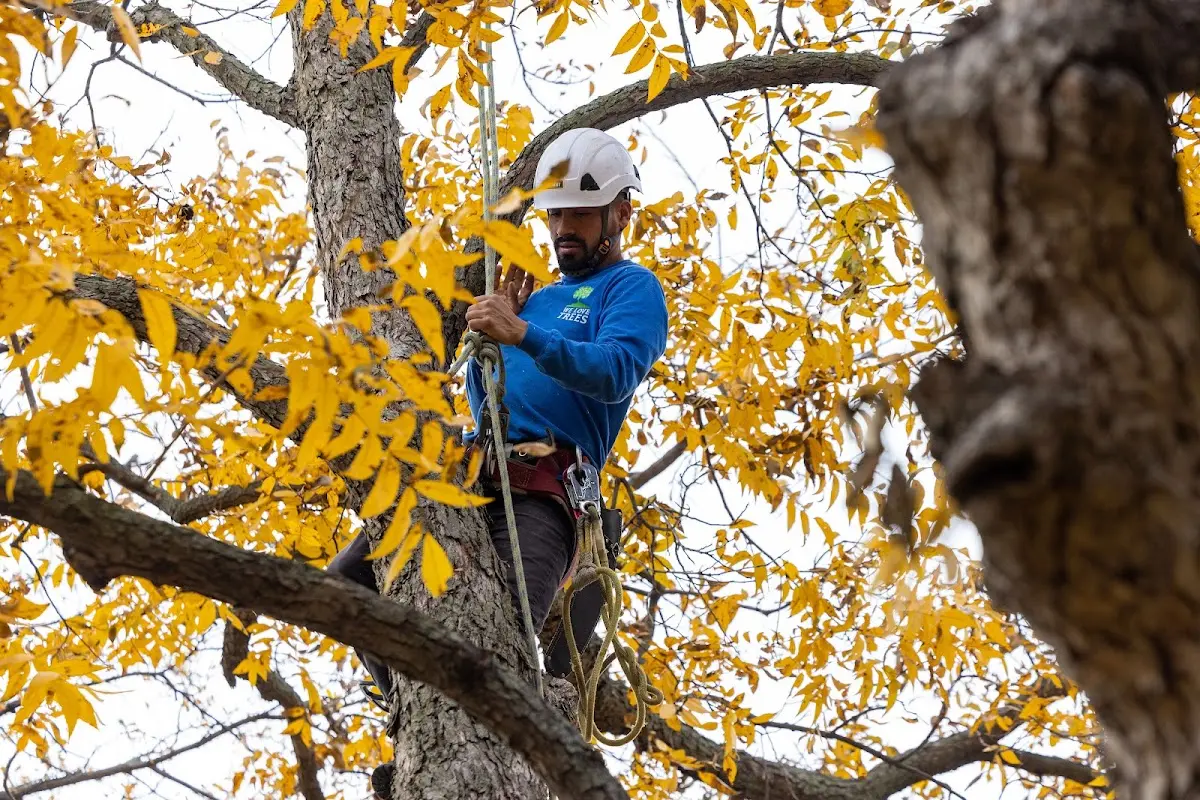 Skilled Tree Trimming crew working in Suisun City