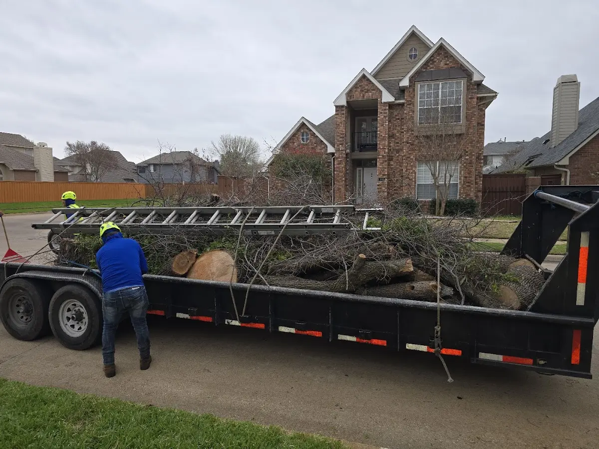 Expert Tree Removal with proper safety equipment in Suisun City